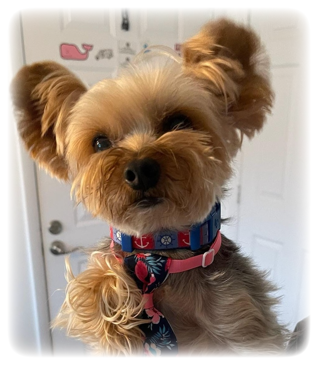 Skipper